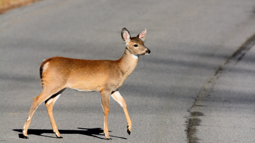 accident-de-la-route-animaux-sauvages-dans-les-bouches-du-rhone-1-.png