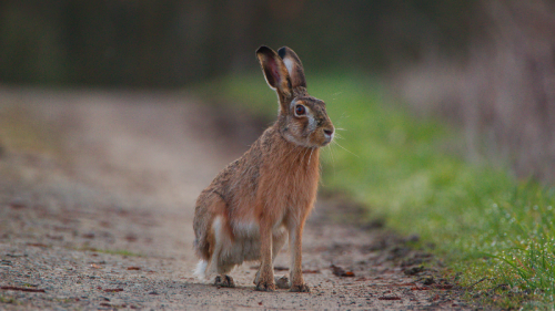 accident-de-la-route-animaux-sauvages-dans-les-bouches-du-rhone-3-.png