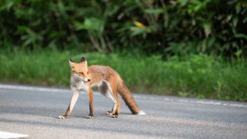accident-de-la-route-animaux-sauvages-dans-les-bouches-du-rhone-4--1.png
