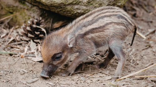 accident-de-la-route-animaux-sauvages-dans-les-bouches-du-rhone-8-.png