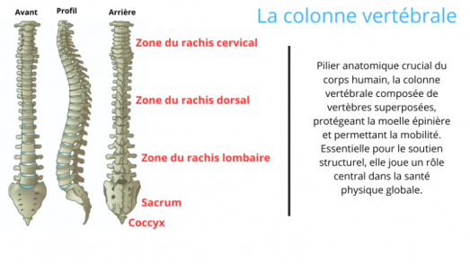 hyperostose-vertebrale-exploration-des-facteurs-et-manifestations--3-.png