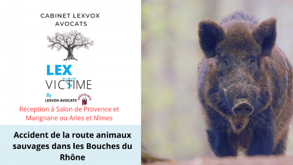 accident-de-la-route-animaux-sauvages-dans-les-bouches-du-rhone.png