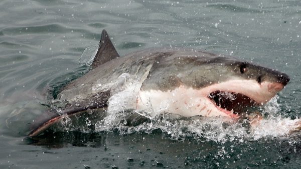 accident-requin-reunion_-9-.png