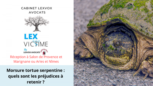 morsure-tortue-serpentine_-quels-sont-les-prejudices-a-retenir-.png