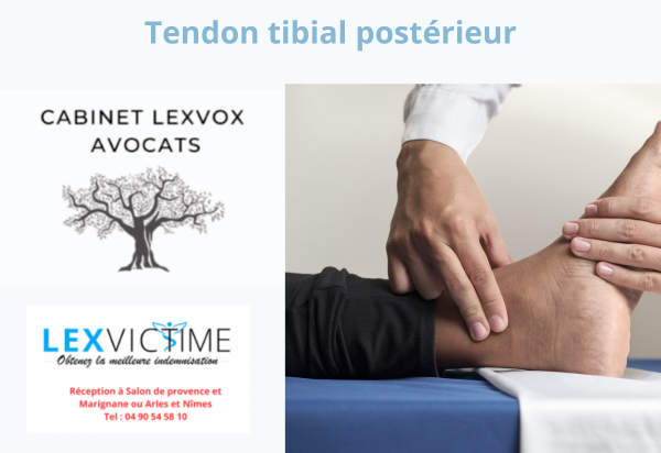 tendon-tibial-posterieur.png