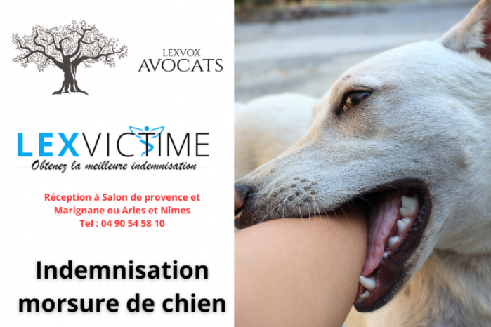 indemnité morsure de chien