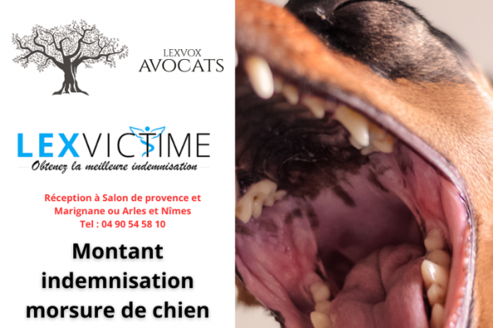 morsure de chien indemnisation