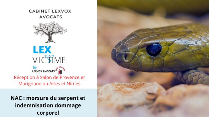 nac-morsure-du-serpent_-et-indemnisation-dommage-corporel-1.png
